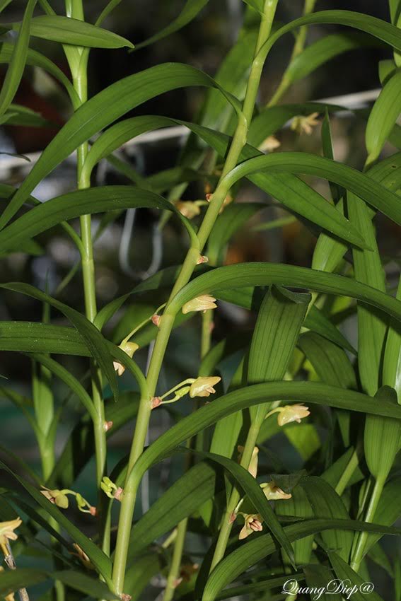 Dendrobium salaccense